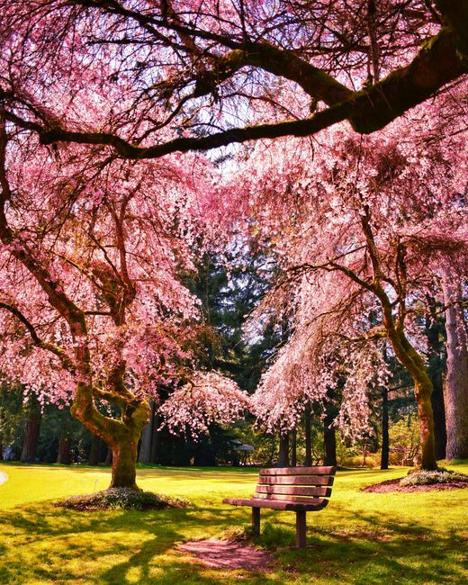 A scenic park scene featuring two large cherry blossom trees in full bloom with vibrant pink flowers, their branches stretching overhead and creating a canopy of blossoms. Beneath the trees, a wooden 