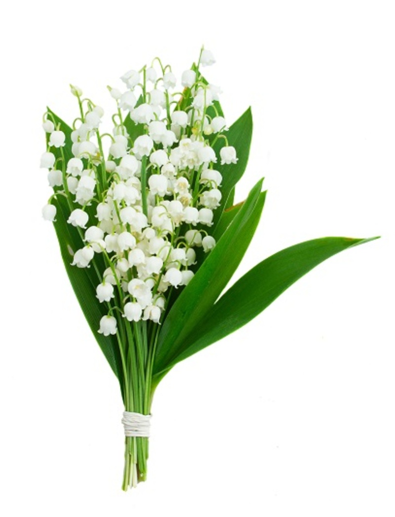 flowers  / white flowers