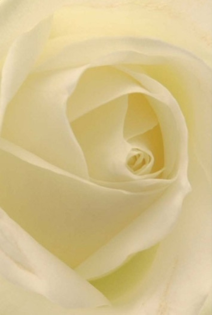 A close, contemplative look at this classic white rose reveals both the tranquility of West Green and the artistry of its local florists. Petal upon petal gathers in a spiraled embrace, their graduated hues shifting from creamy ivory to sheer, almost glacial white-much like the subtle colour palette one might find on a walk through Chestnuts Park after sunrise. The light seeps softly through each layer, highlighting the rose's flawless symmetry and the sense of quiet sophistication inherent in such a bloom. Florists in West Green know that this rose is a versatile emblem, suitable for everything from an understated table centrepiece to an emotionally resonant bouquet of apology or remembrance. The near-perfect core, with its gentle shadows and subtle gradations, speaks of purity and resilience-qualities cherished by West Green families for every milestone from weddings to farewells. The imagined fragrance is serene and clean, a gentle backdrop for moments demanding both elegance and sincerity. Delivered fresh and lovingly arranged, this rose is more than a flower: it is a silent messenger of the feelings that tie families and friends together throughout the neighbourhood.